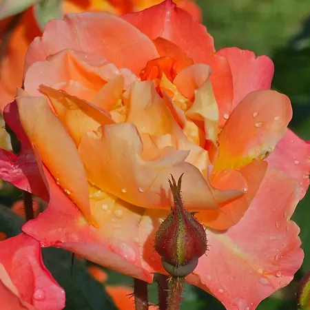 Diamond Sarafovo By Kp - Luxury Collection, 6 Burgas