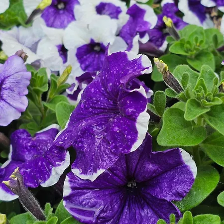 Diamond Sarafovo By Kp - Luxury Collection, 6 Apartament