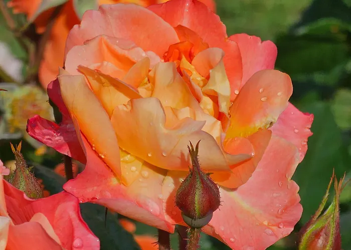 Diamond Sarafovo By Kp - Luxury Collection, 6 ブルガス